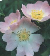 Rosa canina Foto K. Marquardt