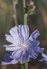 Cichorium intybus Wegwarte Foto K. Marquardt