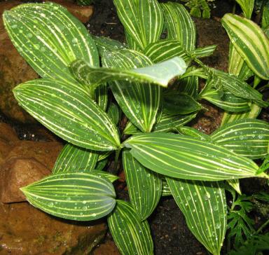 Convallaria albostriata Foto Brandt