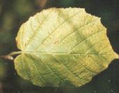 Corylus avellana Foto K. Marquardt