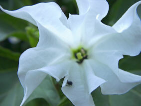 Datura Stechapfel Foto Peter Bergmann