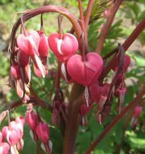 Dicentra spectabilis Tränendes Herz FOto Brandt