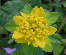 Euphorbia im Garten Foto Wolfgang Brandt