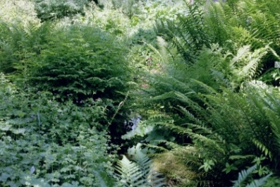 Farntal im botanischen Garten München Foto  Brandt