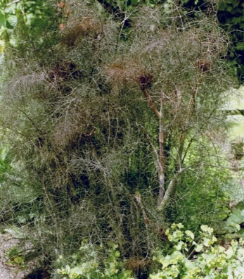 Foeniculum purpureum Purpurfenchel Foto Wolfgang Brandt