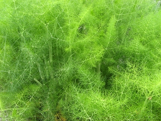 Foeniculum vulgare Foto Brandt