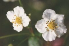 Fragaria vesca Erdbeere, Bluete Foto K. Marquardt