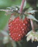 Fragaria vesca Erdbeere Frucht Foto K. Marquardt