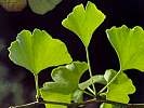 Ginkgo biloba Ginkgo, Fächerblattbaum Foto Brandt