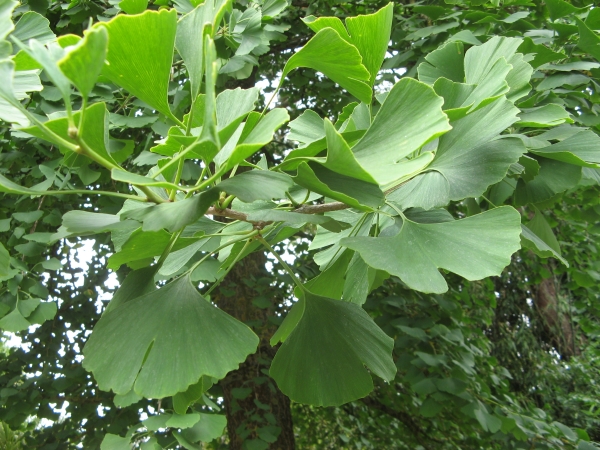 Ginkgo