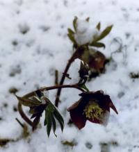 Helleborus im Schnee Foto Wolfgang Brandt