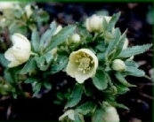 Christrose Weihnachtspflanze Helleborus niger im Advents-kalender