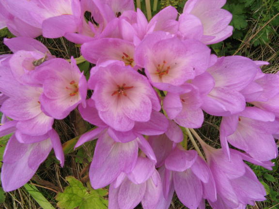 Herbstzeitlose Colchicum autumnale Foto Brandt