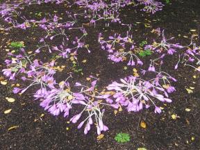 Herbstzeitlose Foto Brandt