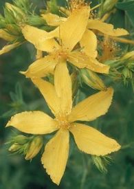 Hypericum perforatum Johanniskraut