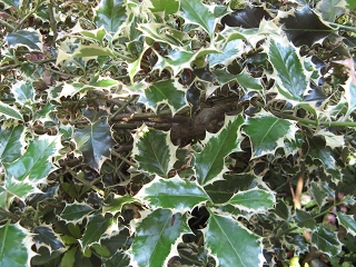 Panaschierter Ilex