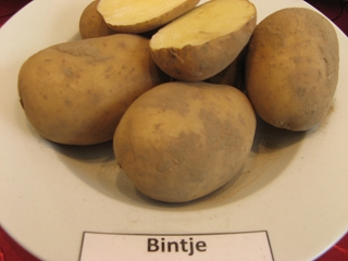 Bintje Foto Brandt