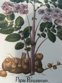 Papas peruanum - Alte botanische Zeichnung