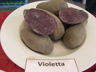 Violetta Foto Brandt