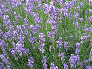 Lavendel