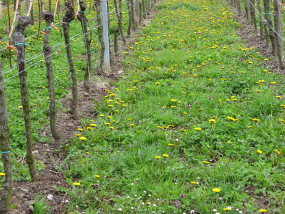 Löwenzahn im Weinberg