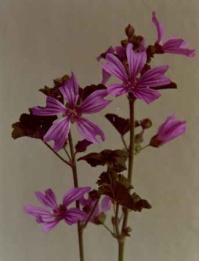 Malva sylvestris - Foto Ernst Horak