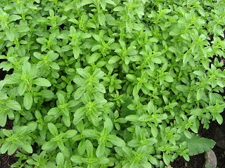 Mentha pulegium Foto Brandt