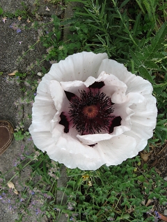 Mohn Perry`s White Foto Brandt