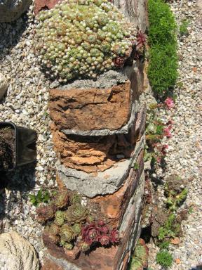 Sempervivum im Nepal-Pavillon-Garten Foto Brandt