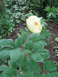 Paeonia mlokosewitschii in meinem Garten