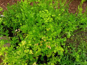 Petroselinum crispum Petersilie Foto Brandt