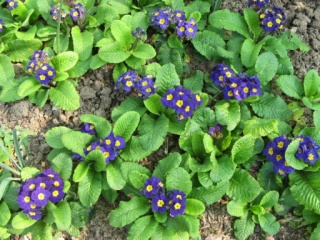 Primula vulgaris