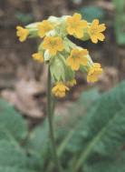 Primula veris Foto K. Marquardt