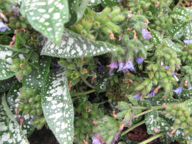 Pulmonaria saccarate Trevi Fontain Foto Brandt