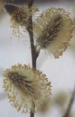 salix caprea Foto K. Marquardt