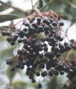 Sambucus nigra - Frucht Foto K. Marquardt