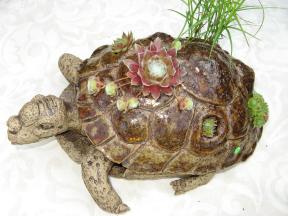 Sempervivum Schildkröte Foto Brandt