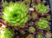 Sempervivum Hauswurz Foto Brandt