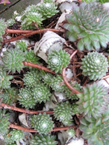 Sempervivum Hauswurzen Foto Brandt