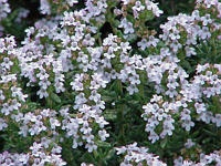 Thymus serphyllum - m. frdl. Genehmigung von Henriette Kress