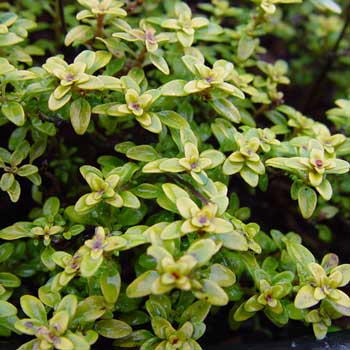 Thymus x citriodorus 'Archers Gold' Foto Jürgen Peters