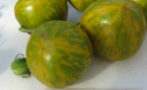 Tomate Green Zebra