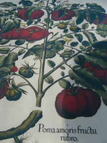 Historische Zeichnung Tomate Poma amoris fructu rubro