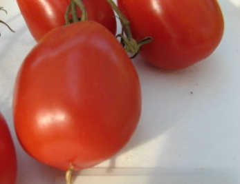 Tomate König Humbert