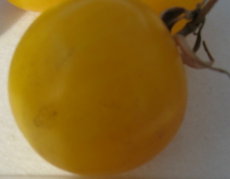 Tomate Livingstones Gold Ball