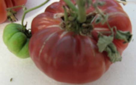 Tomate Purple Calabash