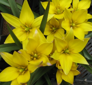 Tulipa urumiensis