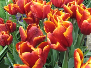 Tulipa Abu Hassan