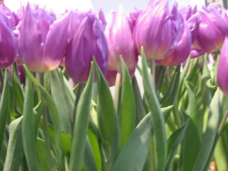 Tulpe 'Insel Mainau'