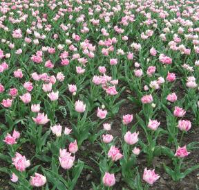 Tulpenfeld Foto Brandt